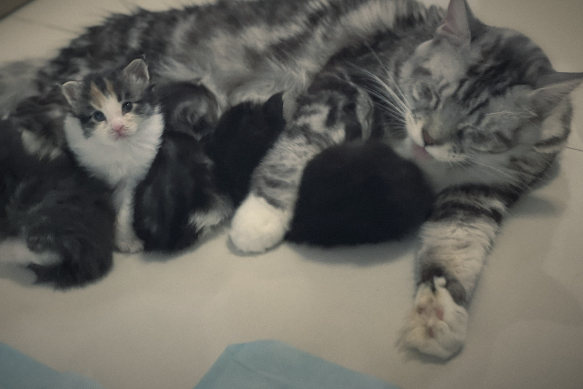 A mother cat resting with her newborn kittens
