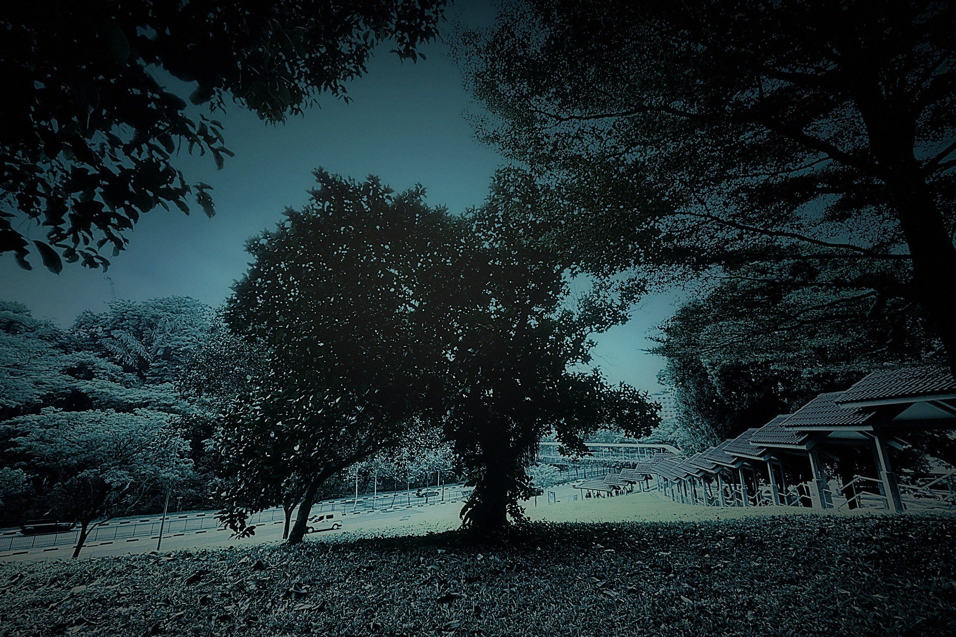 A lone tree on a grass slope at dusk beside a Singapore roadside shelter, graded in deep navy and teal — a solitary place to come away and rest