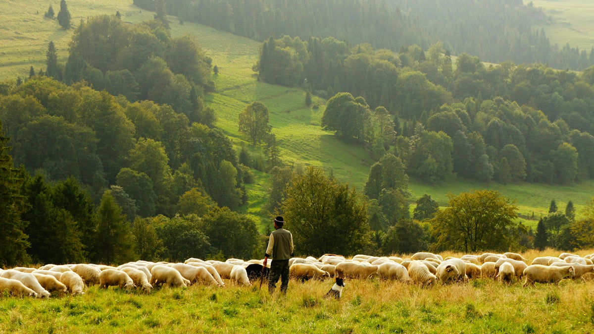 A shepherd standing before his flock of sheep
