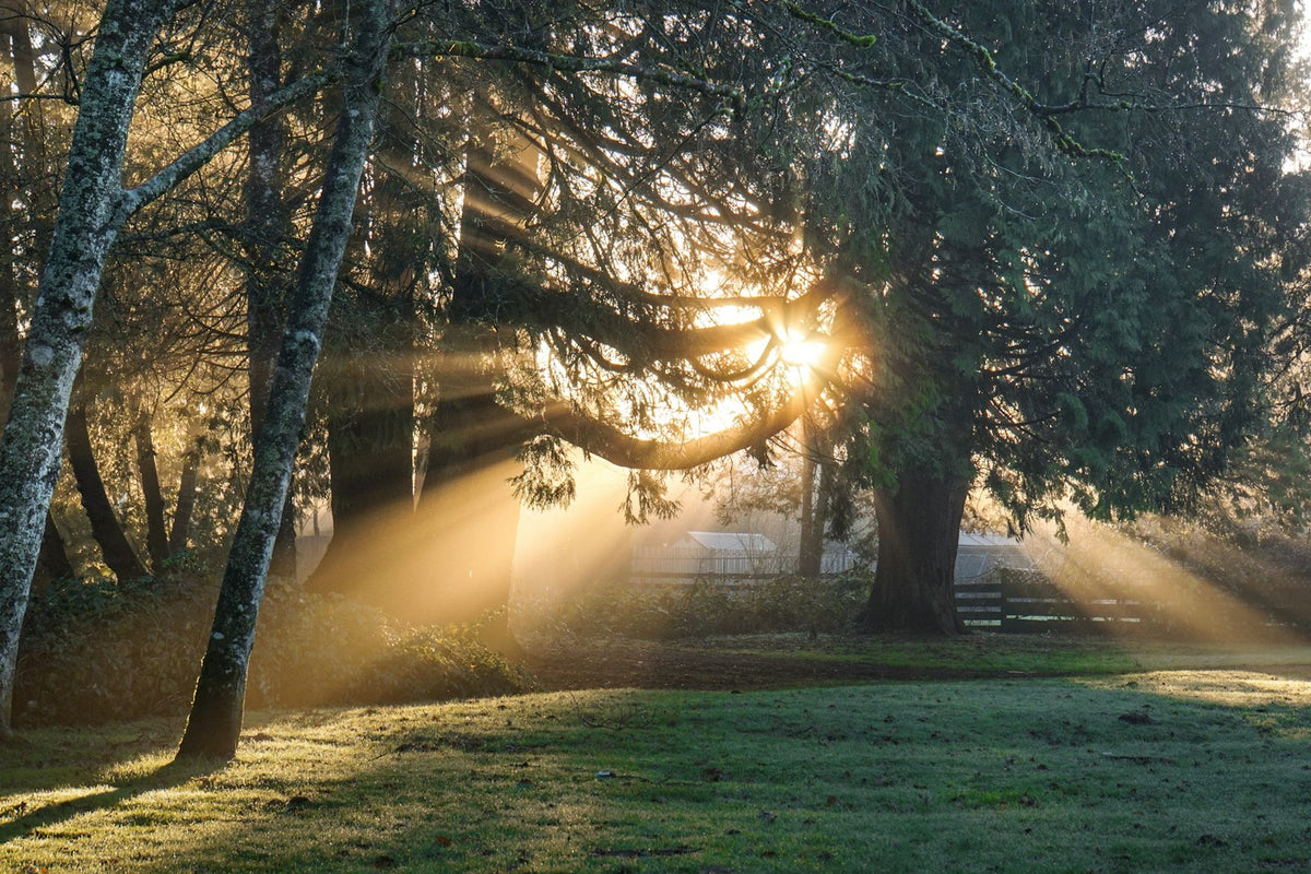 Sunlight streaming through green trees