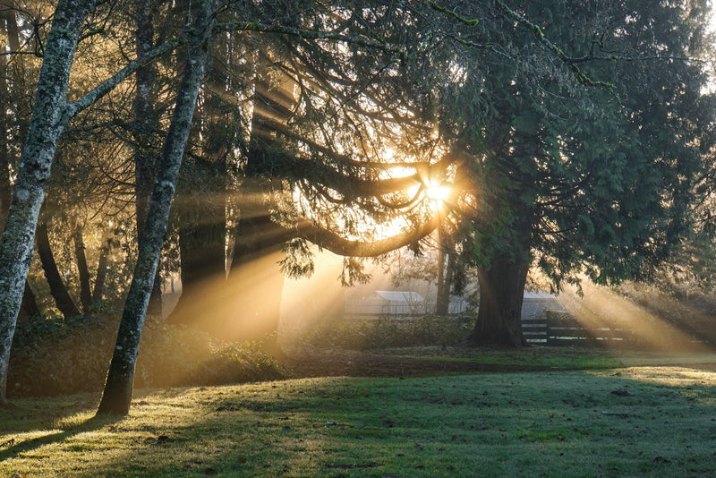 Sunlight streaming through green trees