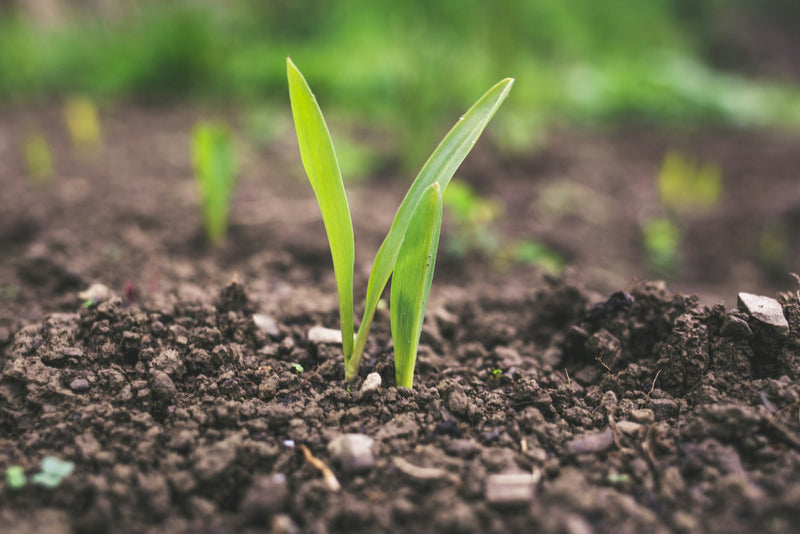 A small green seedling sprouting from the soil in daylight