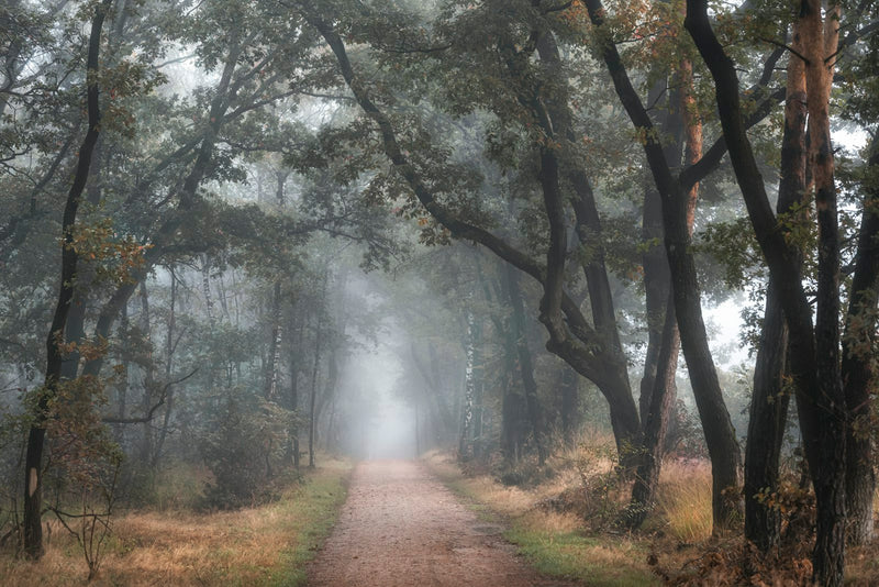 A dirt road disappearing into fog in the middle of a forest