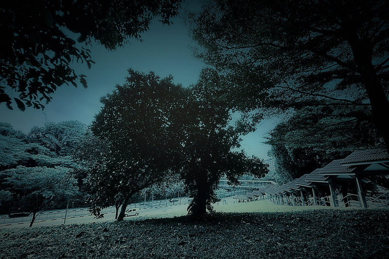 A lone tree on a grass slope at dusk beside a Singapore roadside shelter, graded in deep navy and teal — a solitary place to come away and rest