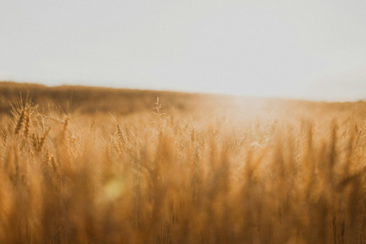 A wide field of dry golden grass under morning light