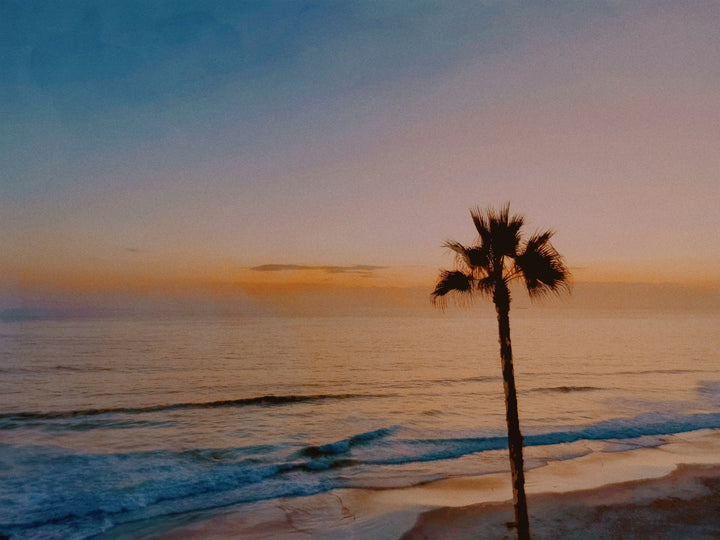 A palm tree on a beach shore at sunset