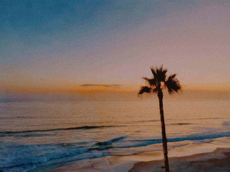 A palm tree on a beach shore at sunset