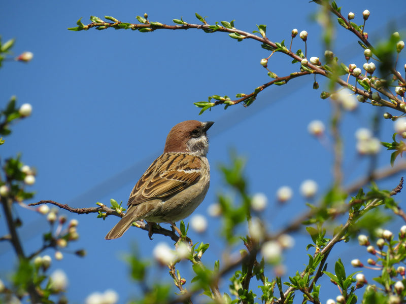 A sparrow perched on a bare branch