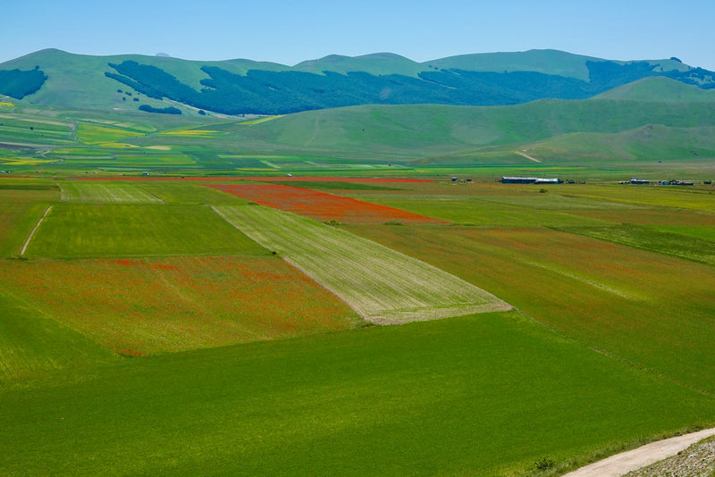 A wide green field of crops beneath open sky