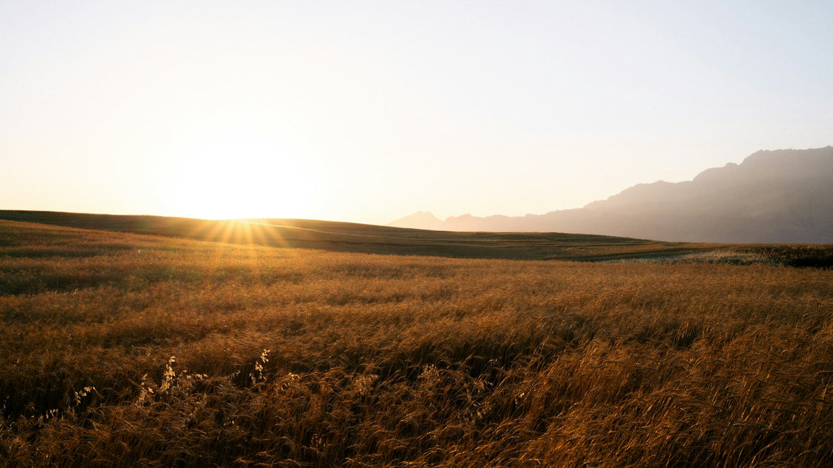 Sunlight illuminating a field of dry grass with distant mountains