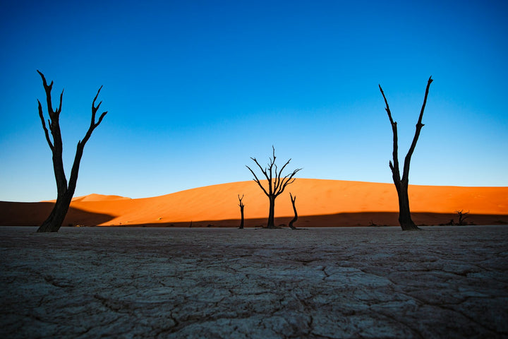 Dead trees standing in a cracked desert beneath orange dunes
