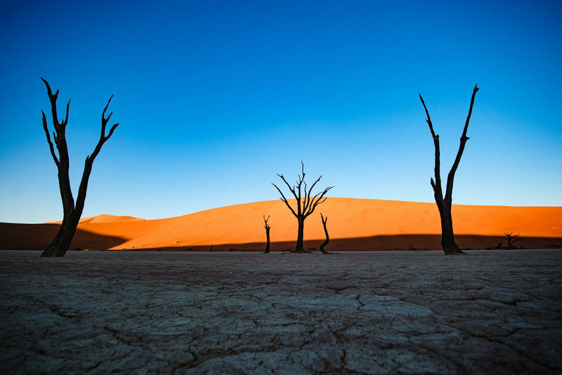 Dead trees standing in a cracked desert beneath orange dunes