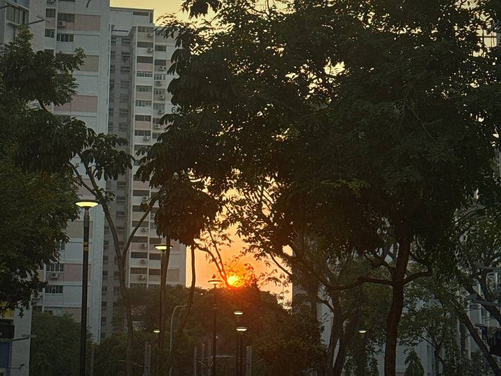Sunrise glowing orange through trees between HDB blocks in Singapore
